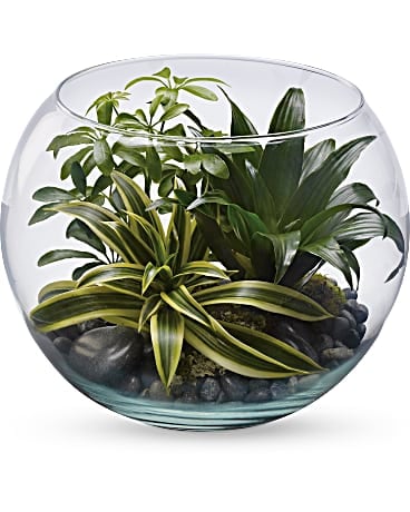 Sphere Of Tranquility Terrarium Plant